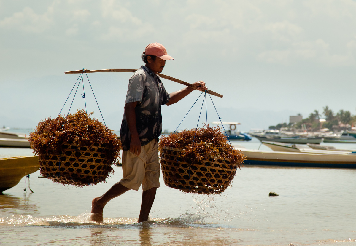 Seaweed Farming